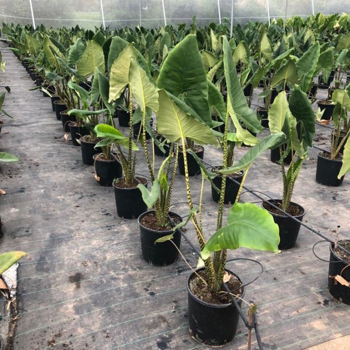 Cây Môn Alocasia Zebrina