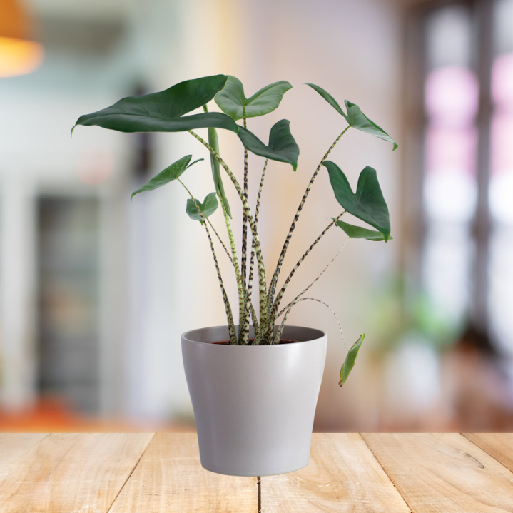 Cây Môn Alocasia Zebrina