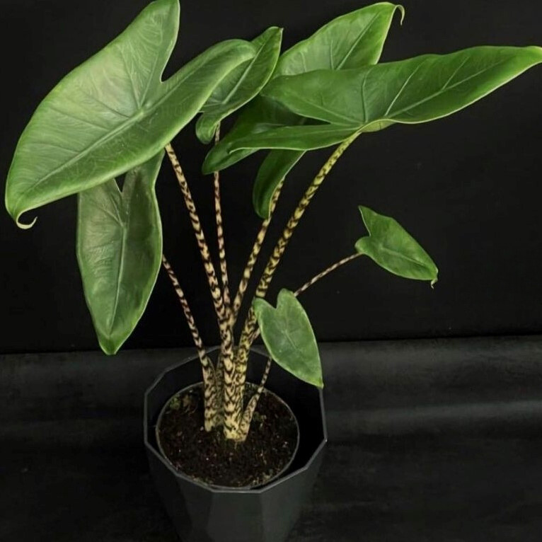 Cây Môn Alocasia Zebrina