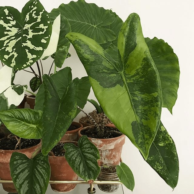 Cây Môn Alocasia Zebrina