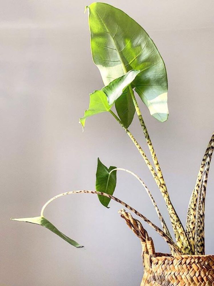 Cây Môn Alocasia Zebrina