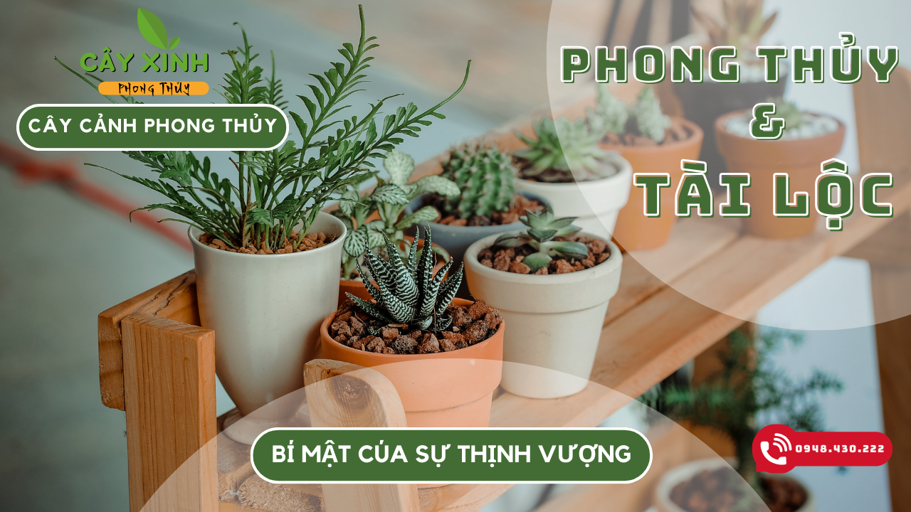 CÂY XINH PHONG THỦY