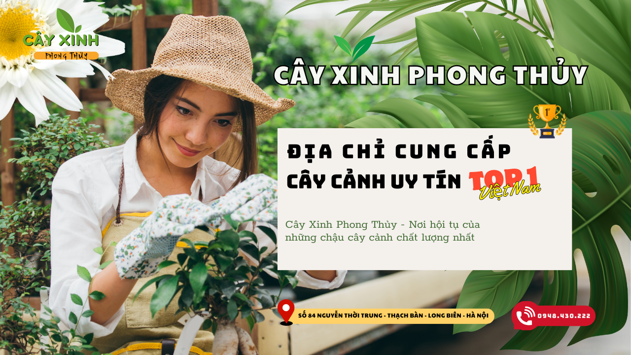 CÂY XINH PHONG THỦY