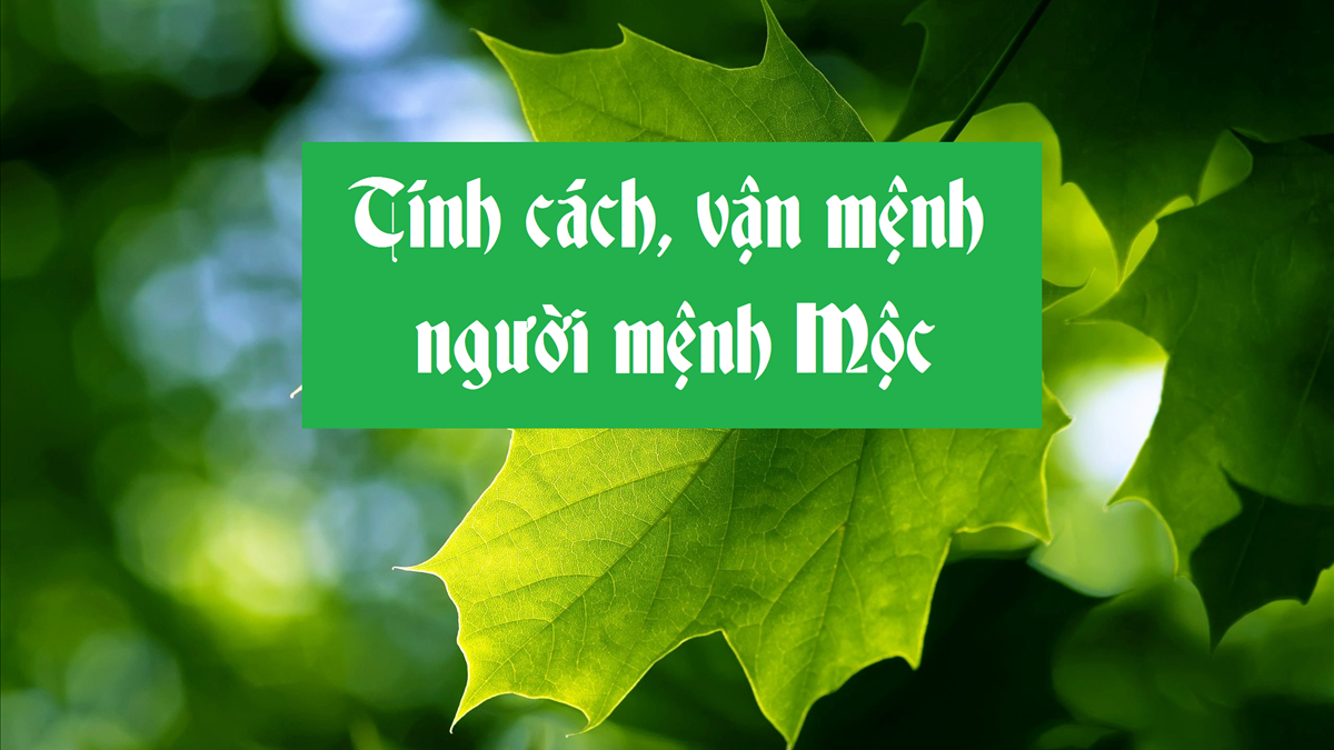 Mệnh Mộc Hợp Cây Gì? Top 5 Cây Phong Thuỷ Giúp Mệnh Mộc Phát Tài