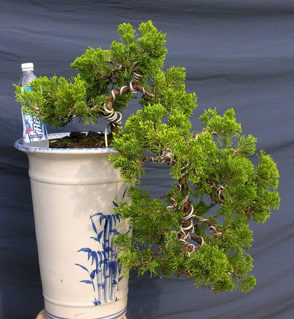 Mẫu cây tùng bonsai