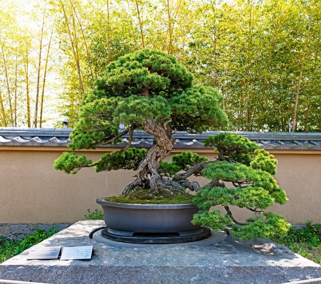 Bonsai mang lại vẻ đẹp tự nhiên cho quang cảnh