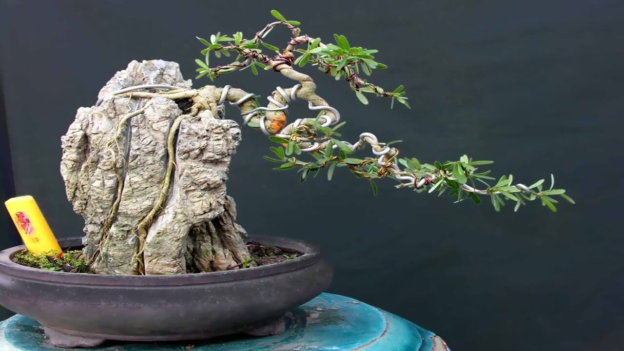 Tưới nước cho cây bonsai