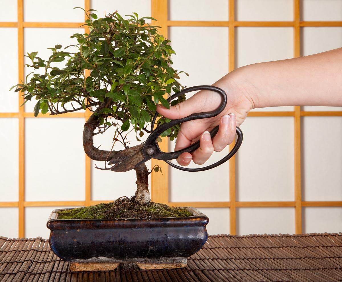 Cắt tỉa cảnh và lá không cần thiết cho cây bonsai