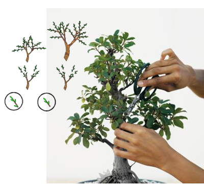 Cắt tỉa để tạo dáng cho cây bonsai