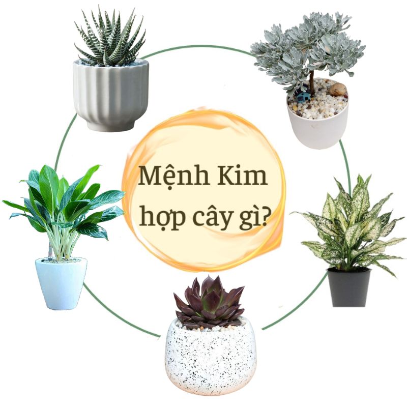 Các loại cây cảnh hợp với người mệnh kim