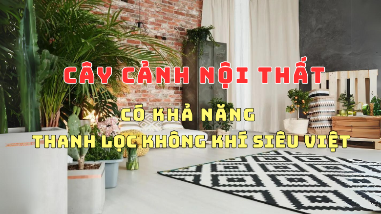 NHỮNG ĐIỀU BẠN CHƯA BIẾT VỀ CÂY CẢNH NỘI THẤT