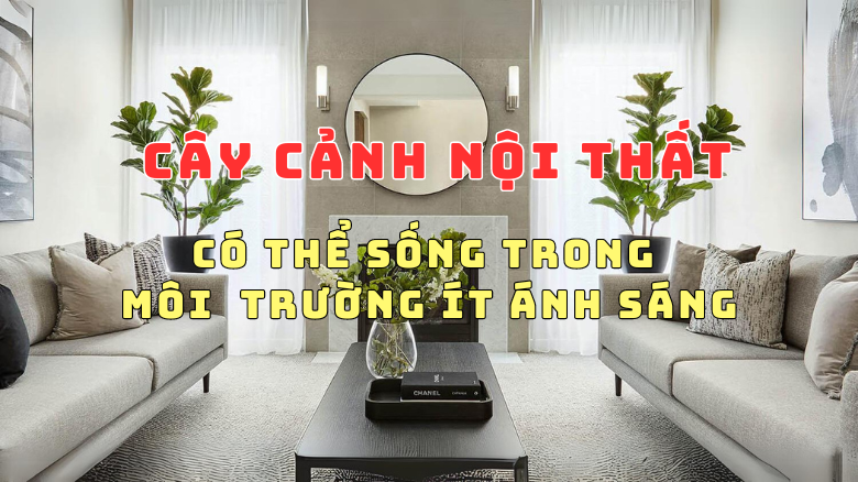 NHỮNG ĐIỀU BẠN CHƯA BIẾT VỀ CÂY CẢNH NỘI THẤT