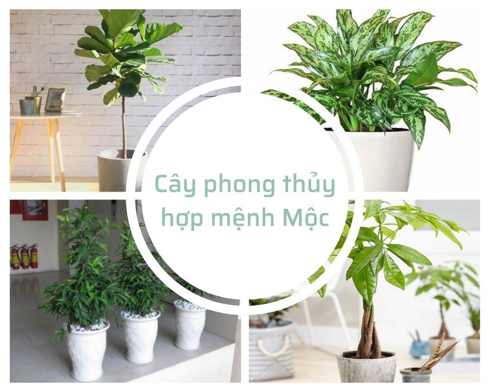 Cây Hợp Mệnh Mộc