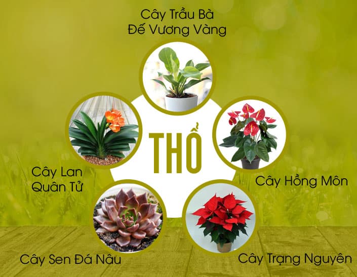 TOP 5 Cây Phong Thuỷ Giúp Gia Chủ Mệnh Thuỷ  Tài Lộc Dồi Dào