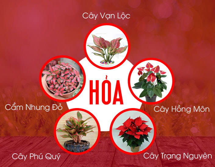 Top 5 Cây Phong Thuỷ Cho Người Mệnh Kim