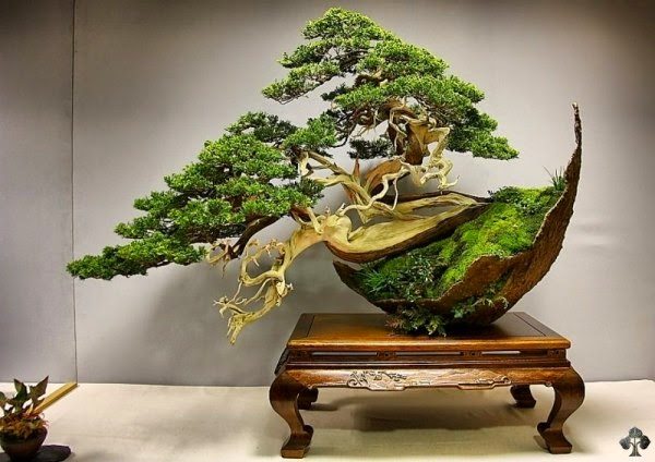 Cắt tỉa cảnh và lá không cần thiết cho cây bonsai