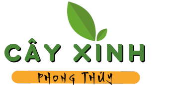 Cây Xinh Phong Thủy