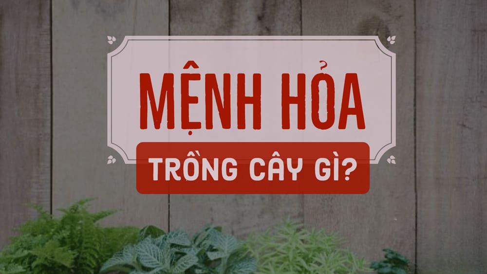 Top 5 Cây Phong Thủy Hợp Mệnh Hỏa thêm Giàu sang