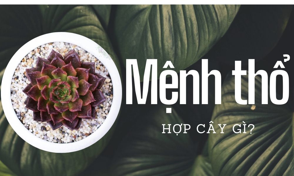 Mệnh Thổ Hợp Cây Gì?