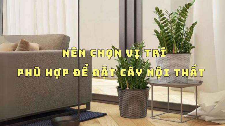 NHỮNG ĐIỀU BẠN CHƯA BIẾT VỀ CÂY CẢNH NỘI THẤT