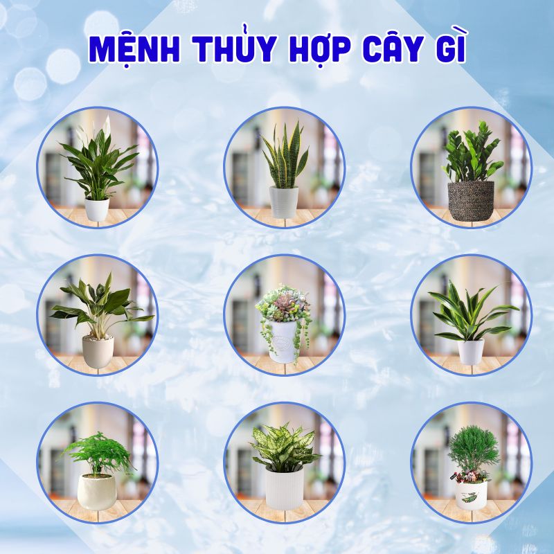 Những cây để bàn hợp với người mệnh Thủy