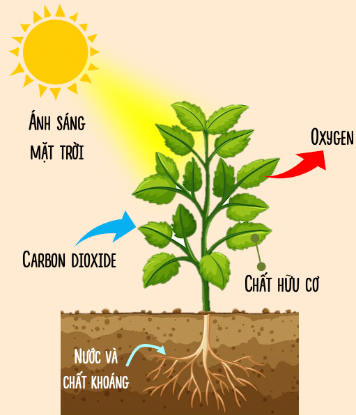 Quá trình quang hợp của cây xanh giúp hấp thụ CO2 và tạo ra oxi cho môi trường