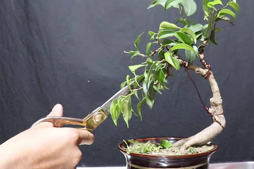 Tạo dáng cho cây bonsai