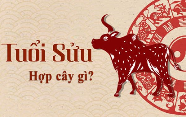 TUỔI ẤT SỬU 1985 HỢP VỚI CÂY GÌ?