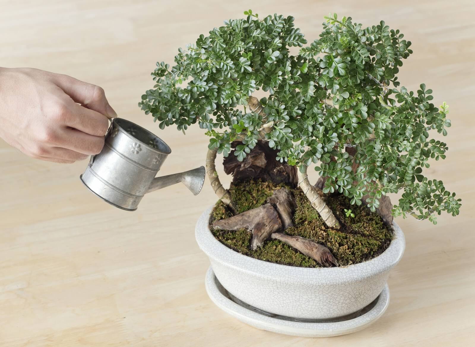 Tưới nước cho cây bonsai