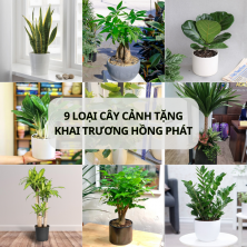 Khởi Đầu Thịnh Vượng: 9 Loại Cây Cảnh Tốt Lành Cho Buổi Khai Trương