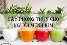 TOP 5 CÂY PHONG THUỶ CHO NGƯỜI MỆNH KIM GIÚP KÍCH HOẠT VƯỢNG KHÍ