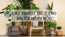 MỆNH MỘC HỢP CÂY GÌ? TOP 5 CÂY PHONG THUỶ GIÚP MỆNH MỘC PHÁT TÀI