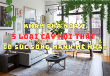 KHÁM PHÁ 5 LOẠI CÂY NỘI THẤT CÓ SỨC SỐNG MẠNH MẼ NHẤT