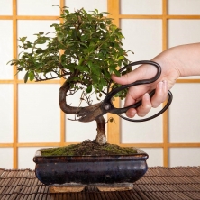 Sáng Tạo với Kỹ Thuật Bonsai: Hướng Dẫn Cơ Bản