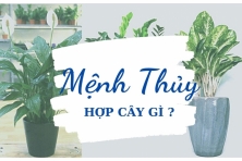 TOP 5 CÂY PHONG THUỶ GIÚP GIA CHỦ MỆNH THUỶ  TÀI LỘC DỒI DÀO