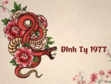 TUỔI ĐINH TỴ 1977 HỢP VỚI CÂY GÌ? CÂY PHONG THỦY ĐÓN TÀI LỘC CHO NGƯỜI TUỔI ĐINH TỴ