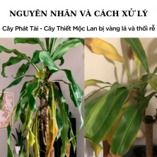 Cây Phát Tài – Thiết Mộc Lan bị vàng lá và thối rễ Nguyên nhân và cách xử lý