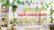 CÂY CẢNH NỘI THẤT LÀ GÌ? NHỮNG ĐIỀU BẠN CHƯA BIẾT VỀ CÂY CẢNH NỘI THẤT