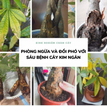 Kỹ Thuật Xanh: Phòng Ngừa và Đối Phó với Sâu Bệnh Cây Kim Ngân