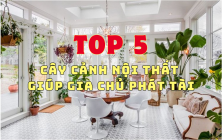 TOP 5 CÂY CẢNH NỘI THẤT GIÚP GIA CHỦ PHÁT TÀI PHÁT LỘC BẤT NGỜ