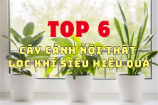 TOP 6 LOẠI CÂY CẢNH NỘI THẤT GIÚP THANH LỌC KHÔNG KHÍ SIÊU HIỆU QUẢ