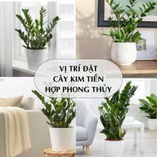 Cây Kim Tiền và Phong Thủy: Nơi Nào Trong Nhà Là Tốt Nhất