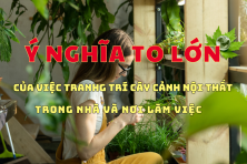 CÔNG DỤNG CỦA VIỆC TRANG TRÍ CÂY CẢNH TRONG NỘI THẤT TẠI NHÀ VÀ NƠI LÀM VIỆC