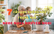 7 CÂY LỌC KHÔNG KHÍ TRONG NHÀ ĐƯỢC NASA KHUYẾN NGHỊ NÊN TRỒNG