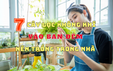 TOP 7 CÂY LỌC KHÔNG KHÍ VÀO BAN ĐÊM NÊN TRỒNG TRONG NHÀ