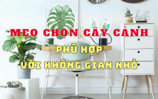 MẸO CHỌN CÂY CẢNH THÍCH HỢP VỚI KHÔNG GIAN NHỎ