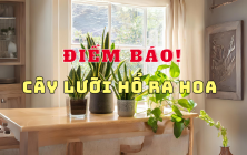 CÂY LƯỠI HỔ NỞ HOA - BÁO HIỆU GÌ ĐẰNG SAU SỰ KIỆN NÀY, TỐT HAY XẤU?