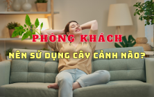 PHÒNG KHÁCH NÊN SỬ DỤNG LOẠI CÂY CẢNH  NÀO?